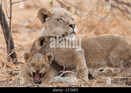 Lionne avec oursons Banque D'Images