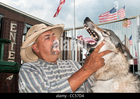 Loup, Loup gris (Canis lupus), en Amérique du Nord Banque D'Images