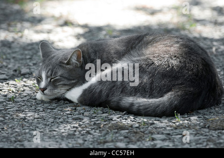 Chat Tigre De Dormir Dehors Sur Une Route De Gravier Photo Stock Alamy