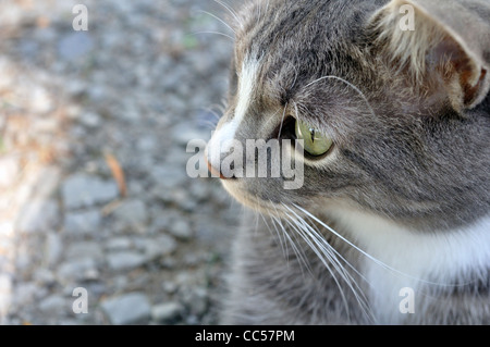 Close-up of cat whiskers et visage Banque D'Images