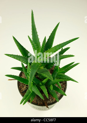 L’Aloe Vera plante Banque D'Images