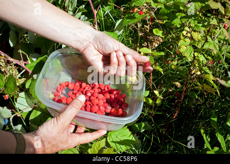 Cueillette des framboises. De l'Alaska. USA Banque D'Images