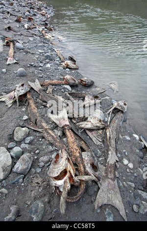 Les carcasses de saumon. La rivière de cuivre. De l'Alaska. USA Banque D'Images