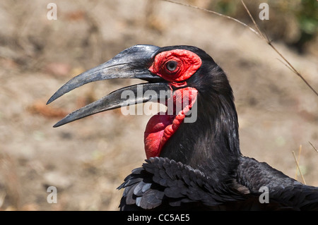 Portrait d'un calao terrestre du sud Banque D'Images