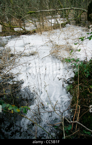 La mousse de l'eau par Lake Shore. Terrain marécageux Banque D'Images