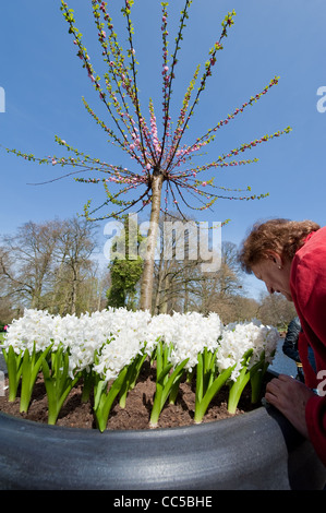 Woman smelling flowers at les jardins de Keukenhof Banque D'Images