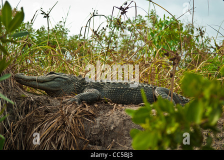 Mentir crocodile sur la rive d'Amant sentier kayak clés Banque D'Images