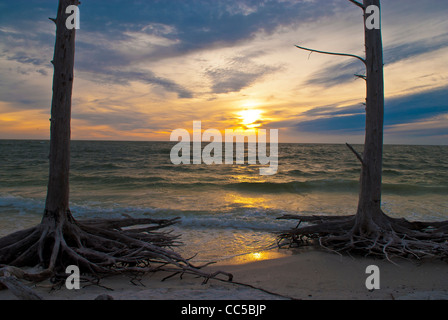 Les arbres morts sur la plage au coucher du soleil de Lovers Key Banque D'Images