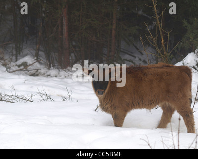 Les jeunes d'aurochs dans la neige / Bos primigenius / junger Auerochse im Schnee Banque D'Images