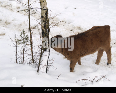 Les jeunes d'aurochs dans la neige / Bos primigenius / junger Auerochse im Schnee Banque D'Images