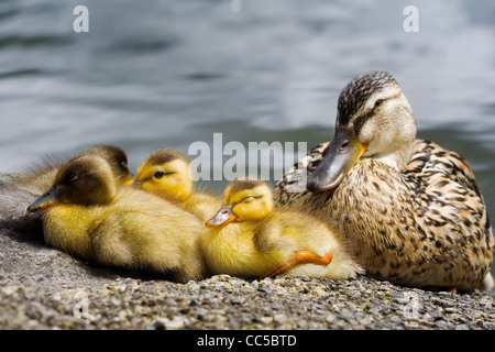 Un groupe de jeunes canetons avec un canard adultes dormant sur la rive d'un lac du Pays de Galles Banque D'Images