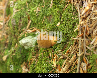 / Boletus badius bolets bay / Xerocomus badius / Maronenröhrling Banque D'Images