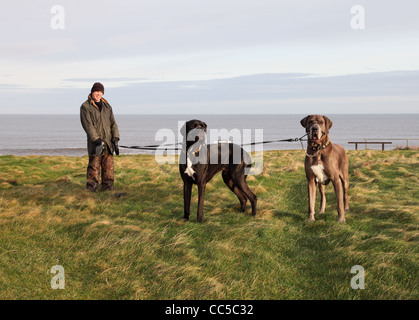 Homme marchant deux gros chiens dogue allemand sur les falaises en bord de mer près de South Shields, North East England UK Banque D'Images