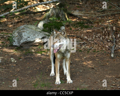 Loup gris, NP national park forêt de Bavière, Allemagne / Canis lupus / Europäischer Grauwolf NP im Nationalpark Bayerischer Wald Banque D'Images