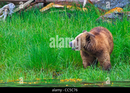 Côtières femelle grizzli à chercher de la nourriture à marée basse sur la partie continentale de la Colombie-Britannique, Canada Banque D'Images