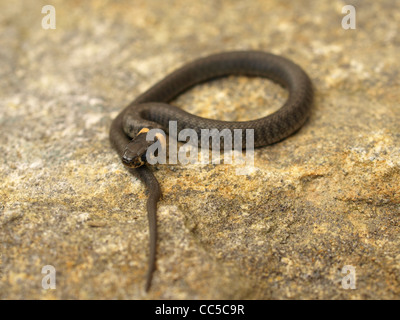 Jeune couleuvre sur une pierre / Natrix natrix / Ringelnatter junge auf einem Stein Banque D'Images