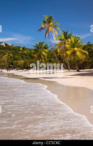 Palmiers et plage de sable blanc à Megan's Bay à St Thomas, Îles Vierges Britanniques Banque D'Images