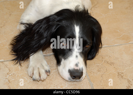 English Springer Spaniel chien couché sur un sol carrelé Banque D'Images