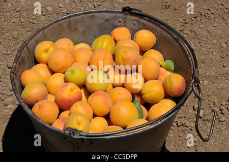 Abricots fraîchement cueillis dans la région de Pail Banque D'Images