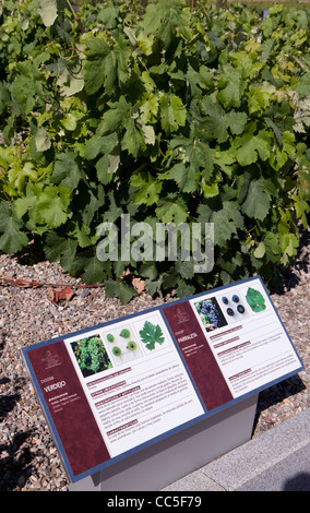 Musée de la culture de la vigne Dinastía Vivanco, Briones, La Rioja, Espagne Banque D'Images