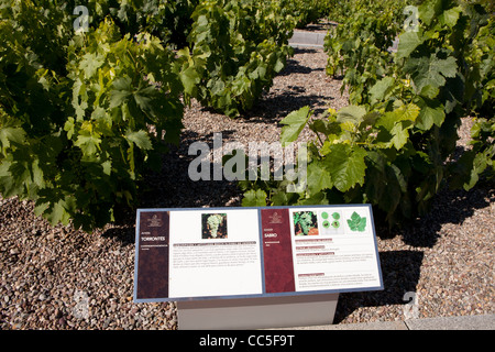 Musée de la culture de la vigne Dinastía Vivanco, Briones, La Rioja, Espagne Banque D'Images