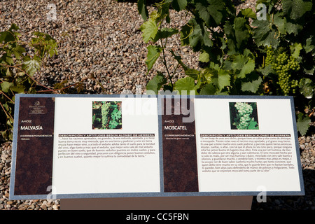 Musée de la culture de la vigne Dinastía Vivanco, Briones, La Rioja, Espagne Banque D'Images