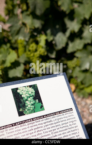 Le Moscatel vignoble, Musée de la culture de la vigne Dinastía Vivanco, Briones, La Rioja, Espagne Banque D'Images