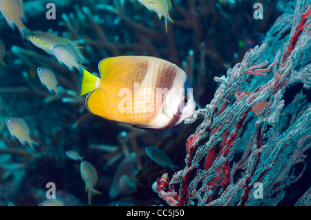 Papillons de Klein (Chaetodon kleinii) se nourrit de polypes de gorgones. Misool, Raja Empat, Papouasie occidentale, en Indonésie. Banque D'Images