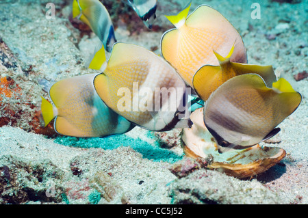 Papillons de Klein (Chaetodon kleinii) se nourrissant de coquille de noix de coco. Nord de Sulawesi, en Indonésie. Banque D'Images