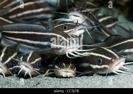 Poisson-chat rayé (Plutosus lineatus) se trouvant à l'arrêt sur fond de sable. Manado, nord de Sulawesi, en Indonésie. Banque D'Images