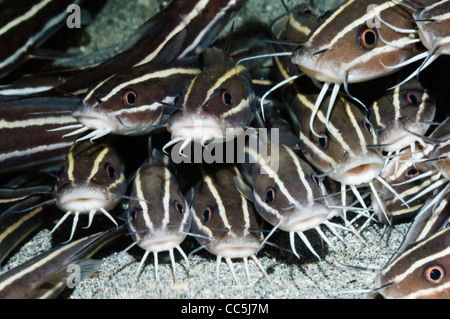 Poisson-chat rayé (Plutosus lineatus) se trouvant à l'arrêt sur fond de sable. Manado, nord de Sulawesi, en Indonésie. Banque D'Images