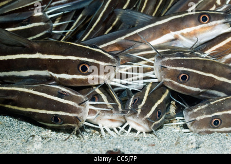 Poisson-chat rayé (Plutosus lineatus) se trouvant à l'arrêt sur fond de sable. Manado, nord de Sulawesi, en Indonésie. Banque D'Images