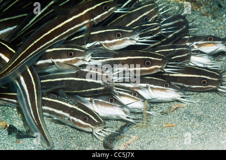 Poisson-chat rayé (Plutosus lineatus) se trouvant à l'arrêt sur fond de sable. Manado, nord de Sulawesi, en Indonésie. Banque D'Images