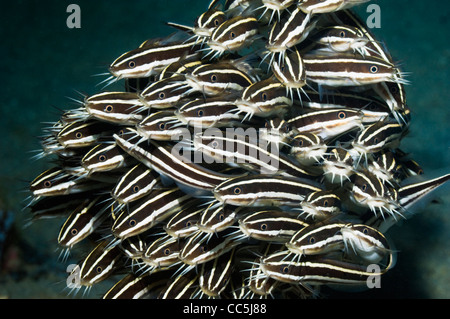 Poisson-chat rayé (Plutosus lineatus) l'école. Manado, Sulawesi, Indonésie. Banque D'Images