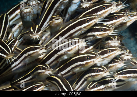 Poisson-chat rayé (Plutosus lineatus) l'école. Manado, Sulawesi, Indonésie. Banque D'Images