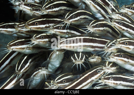 Poisson-chat rayé (Plutosus lineatus) l'école. Manado, Sulawesi, Indonésie. Banque D'Images