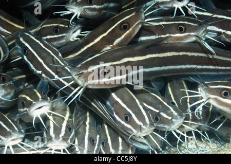 Poisson-chat rayé (Plutosus lineatus) se trouvant à l'arrêt sur fond de sable. Manado, nord de Sulawesi, en Indonésie. Banque D'Images