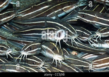 Poisson-chat rayé (Plutosus lineatus) se trouvant à l'arrêt sur fond de sable. Manado, nord de Sulawesi, en Indonésie. Banque D'Images