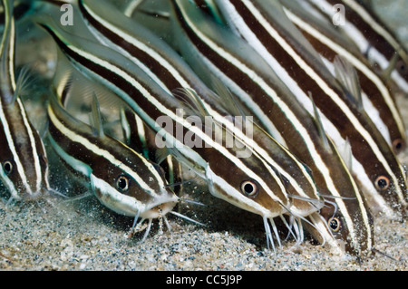 Poisson-chat rayé (Plutosus lineatus) l'alimentation scolaire dans le sable. Manado, Sulawesi, Indonésie. Banque D'Images