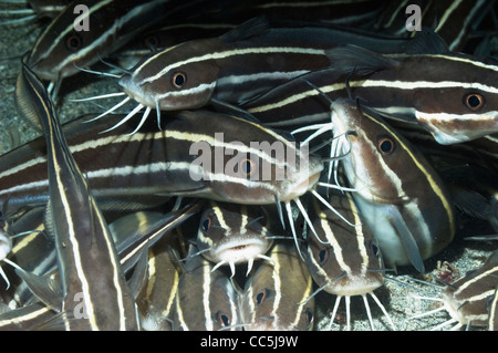 Poisson-chat rayé (Plutosus lineatus) se trouvant à l'arrêt sur fond de sable. Manado, nord de Sulawesi, en Indonésie. Banque D'Images
