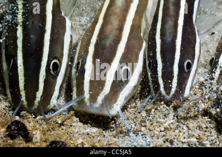 Poisson-chat rayé (Plutosus lineatus) l'alimentation scolaire dans le sable. Manado, Sulawesi, Indonésie. Banque D'Images