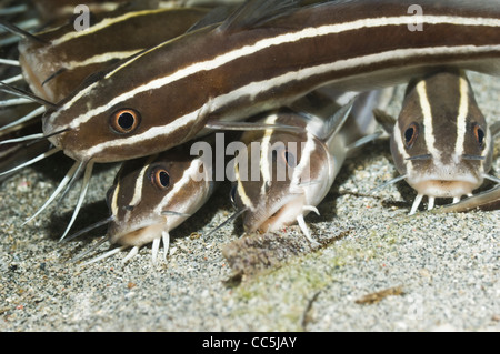 Poisson-chat rayé (Plutosus lineatus) se trouvant à l'arrêt sur fond de sable. Manado, nord de Sulawesi, en Indonésie. Banque D'Images