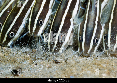 Poisson-chat rayé (Plutosus lineatus) l'alimentation scolaire dans le sable. Manado, Sulawesi, Indonésie. Banque D'Images