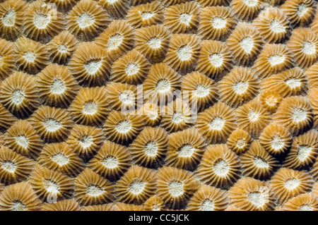 - Diploastrea heliopora coraux durs. Famille Faviidae. Rinca, le Parc National de Komodo, en Indonésie. Banque D'Images