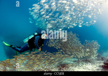 Plongeur avec des bancs de poissons. L'Indonésie. Banque D'Images