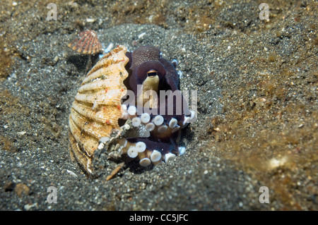 Poulpe (Octopus marginatus veiné). Détroit de Lembeh, au nord de Sulawesi, Indonésie Banque D'Images