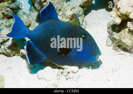 Pseudobalistes fuscus (Balistes bleus). L'Egypte, Mer Rouge. Banque D'Images