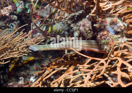 Poissons-Trompette (Aulostomus chinensis). Bonaire, Antilles néerlandaises, Amérique, Océan Atlantique. Banque D'Images