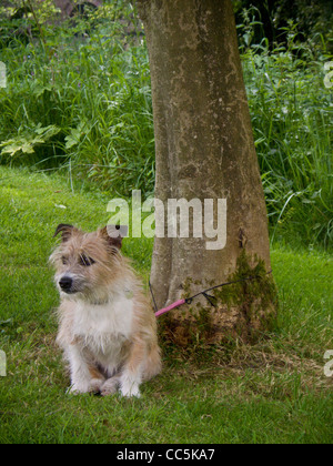 Petit chien de type terrier à poil dur attaché à l'arbre dans un parc de York attendant que son propriétaire revienne. Banque D'Images