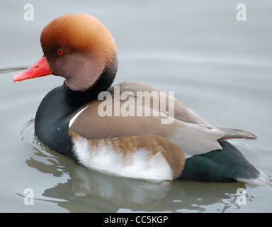 Le pochard à crête rouge (Netta rufina) est observé au Slimbridge Wildfowl and Wetlands Centre dans le Gloucestershire, en Angleterre. Cette espèce frappante est connue pour sa crête rouge vibrante et est un oiseau indigène de l'Asie centrale. Banque D'Images